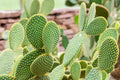 Bunny Ears Cactus Cuttings - Opuntia Microdasys, 7 Unrooted Pads