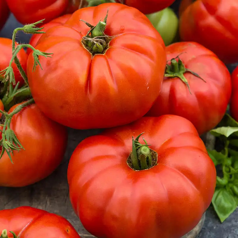Beefsteak Tomato Live Plants (2 Bareroot) - Solanum lycopersicum, Heirloom, 6-10" tall
