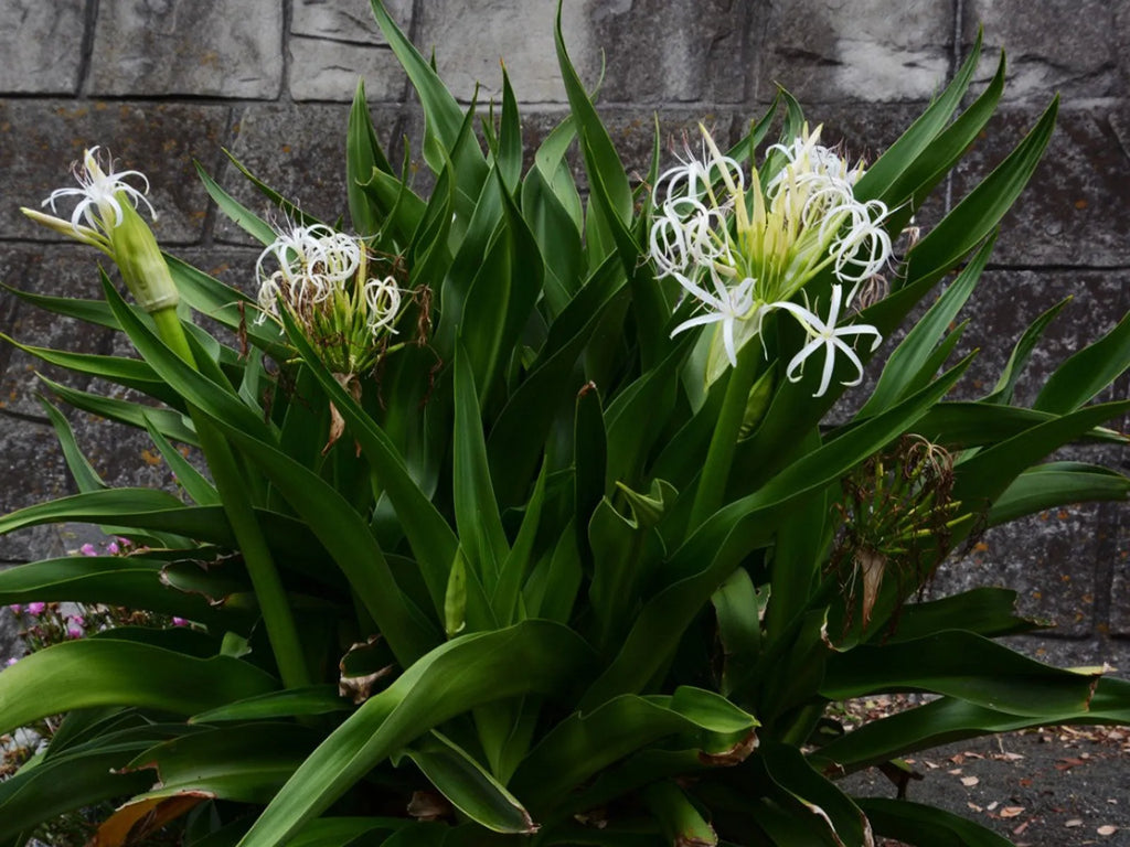 Crinum Lily (Crinum asiaticum) Rooted Starter Plant - Giant White Spider Lily