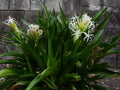 Crinum Lily (Crinum asiaticum) Rooted Starter Plant - Giant White Spider Lily
