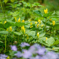 Yellow Trillium Bulbs (Trillium luteum) - 5 Bare-Root Bulbs | Lemon Trillium, Native Woodland Perennial