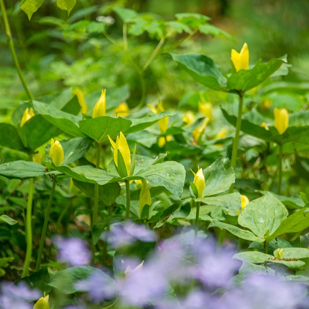 Yellow Trillium Bulbs (Trillium luteum) - 5 Bare-Root Bulbs | Lemon Trillium, Native Woodland Perennial