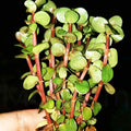 Rotala Indica Red Live Aquarium Plant | Bare Root Small Stem Plant