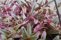 Cyanotis obtusa 'Trimen' Unrooted Cuttings – Purple & Green Wandering Jewel