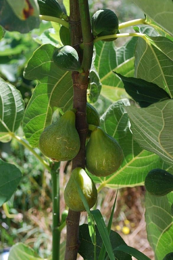 Lattarula Italian Honey Fig Cuttings (Ficus carica) - 2 Unrooted 6-8"