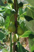 Lattarula Italian Honey Fig Cuttings (Ficus carica) - 2 Unrooted 6-8"