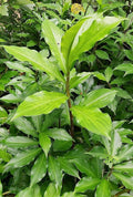 Insulin Plant Costus igneus - Bare Root 3"-5" (1 Plant) | Spiral Ginger | Medicinal Herb