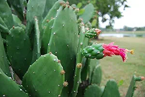 7 Edible Prickly Pear Cactus Pads (Opuntia Ficus-Indica) Spineless | Fresh Nopales for Cooking or Planting