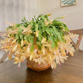 Yellow Christmas Cactus Schlumbergera truncata – Live Bareroot Plant (5–6"), Rare Yellow Blooms