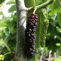 Pakistan Long Mulberry Tree Morus macroura – 1' Bare Root Live Plant