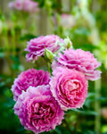 Pink Sheherazade Rose Cuttings (3) - Unrooted Rosa 'Sheherazade' for Rooting or Grafting