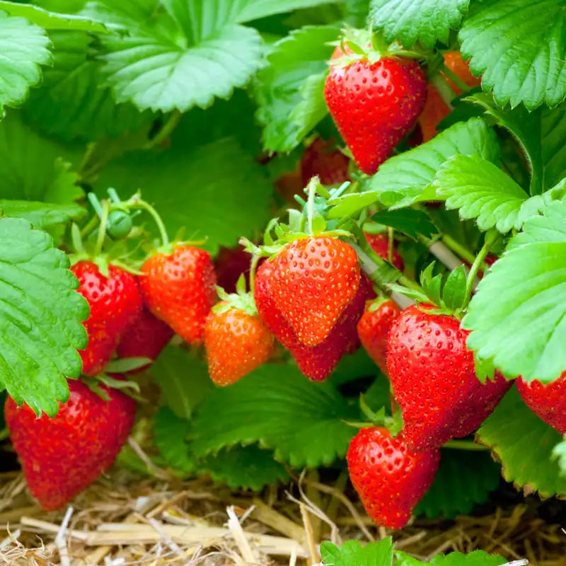 Sweet Sensation / Sweet Charlie Strawberry Plants - 10 Bare Root Heirloom Strawberry Plants