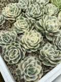 Echeveria Onslow Variegata - Rare Variegated Echeveria Bare Root Plant (2–3 inches)