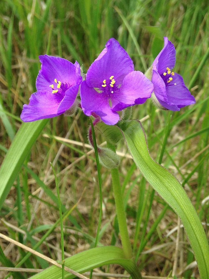 Tradescantia bracteata Seeds | Prairie Spiderwort — 150 Non-GMO Seeds for Native Gardens