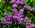 Lilac Bushes Syringa vulgaris - 2 Bare-Root Old-Fashioned, 1–2 ft, Fragrant Purple Blooms