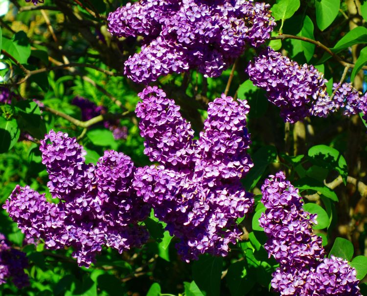 Lilac Bushes Syringa vulgaris - 2 Bare-Root Old-Fashioned, 1–2 ft, Fragrant Purple Blooms