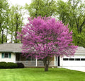2 Eastern Redbud Trees (Cercis canadensis) Bareroot - 2ft Live Ornamental Trees with Pink Spring Blooms