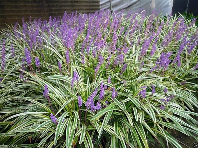 10 Variegated Monkey Grass Bare Roots (Liriope muscari ‘Variegata’) – Groundcover, Edging