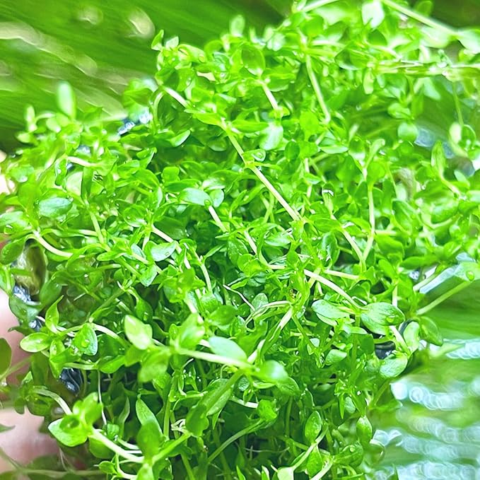 Pearl Weed Hemianthus micranthemoides - Live Aquarium Plant for Freshwater Carpeting