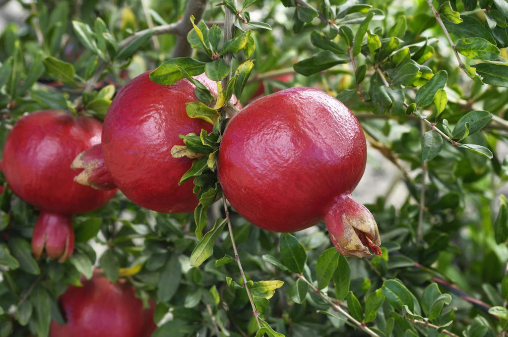 Cold Hardy Pomegranate R26 Afganski – Mature 1 Gallon Pot, Edible Red Fruit, Zones 6–10