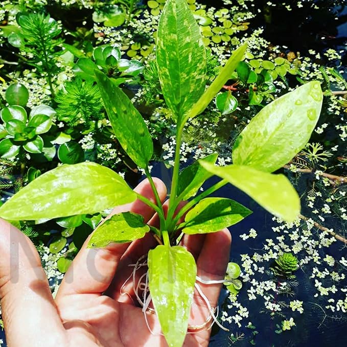 Amazon Sword Marble Queen - Live Bare Root Echinodorus Variegated Aquatic Plant
