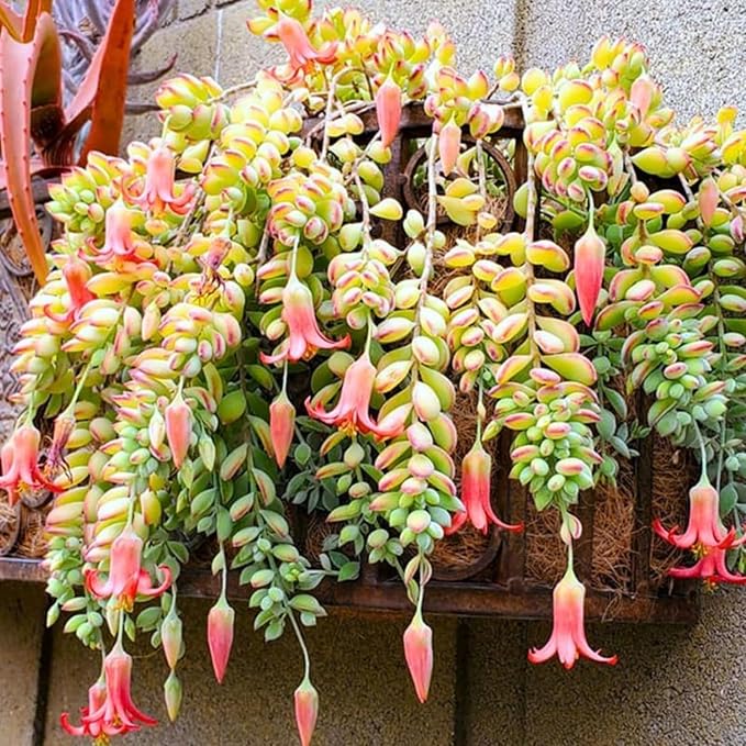 Cotyledon pendens Cuttings - Unrooted Trailing Succulent, Cliff Cotyledon (3-Pack)