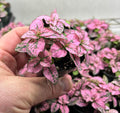 Hypoestes Pink Splash Polka Dot Plant - Live Potted Plant in 2.5" Pot