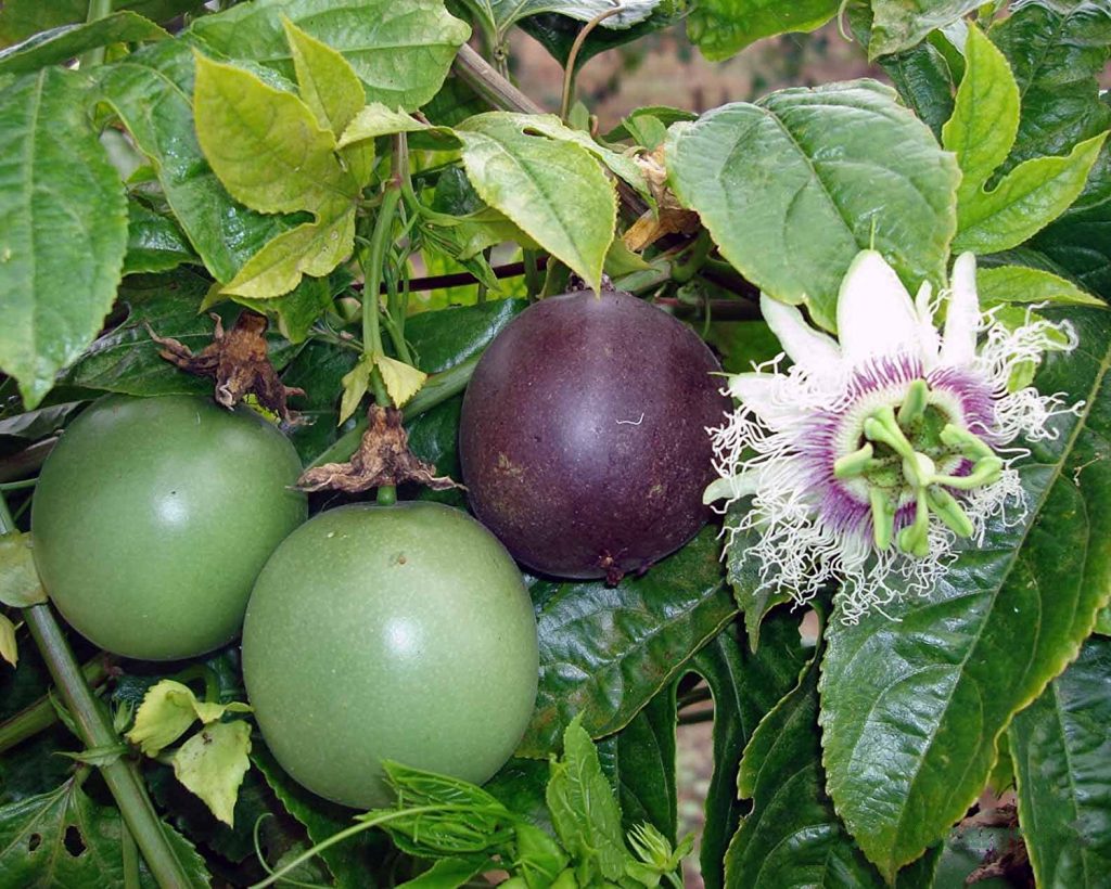 Purple Possum Passion Fruit (Passiflora edulis) Bare-Root Starter Plant