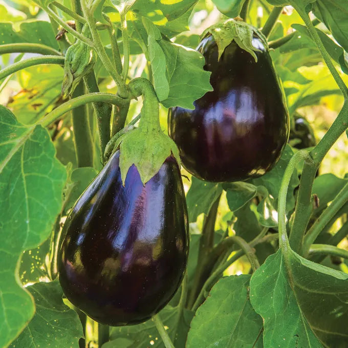 Black Beauty Eggplant Live Plants (2 Count) – Heirloom Solanum melongena, 5–10"