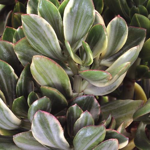 Variegated Jade Plant (Crassula ovata) Live Succulent in 2.5" Pot