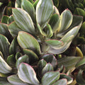 Variegated Jade Plant (Crassula ovata) Live Succulent in 2.5" Pot