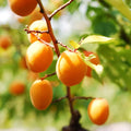 Dwarf Moorpark Apricot Tree – 2-Year-Old Bare Root, Self-Pollinating, 3–4 ft