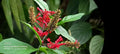 Red Odontonema cuspidatum (Firespike) - 4 Unrooted Cuttings