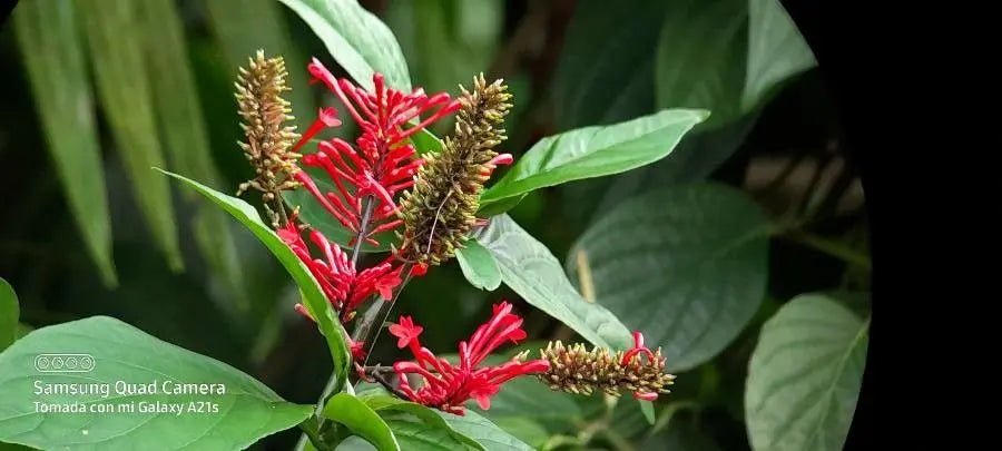 Red Odontonema cuspidatum (Firespike) - 4 Unrooted Cuttings