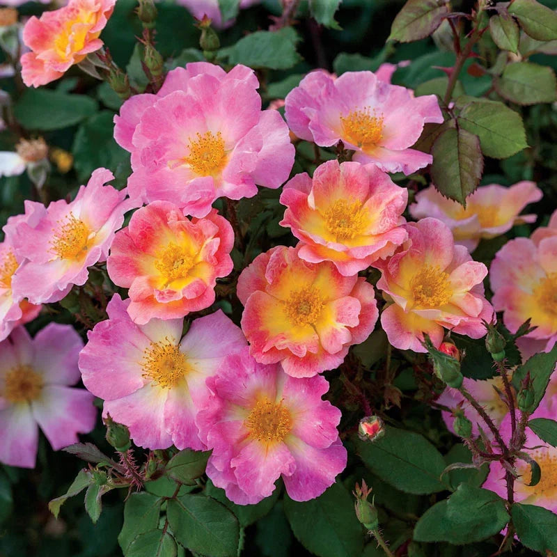Home Run Rose Cuttings (Rosa 'Home Run') - 3 Unrooted Coral-Orange Floribunda Cuttings