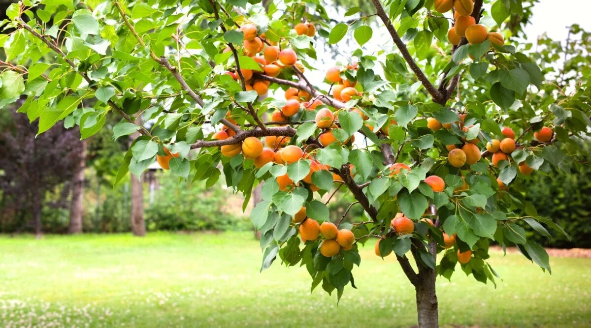 Apricot Tree Cuttings (Unrooted) – Prunus armeniaca Scion Wood for Grafting & Propagation, 3 Cuttings