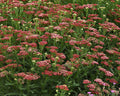 Live New Vintage Red Yarrow (Achillea millefolium) - 1 Pint Pot, Drought-Tolerant Perennial