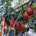 Red Pomelo Cuttings (Citrus maxima) - 3 Fresh Scions for Rooting or Grafting