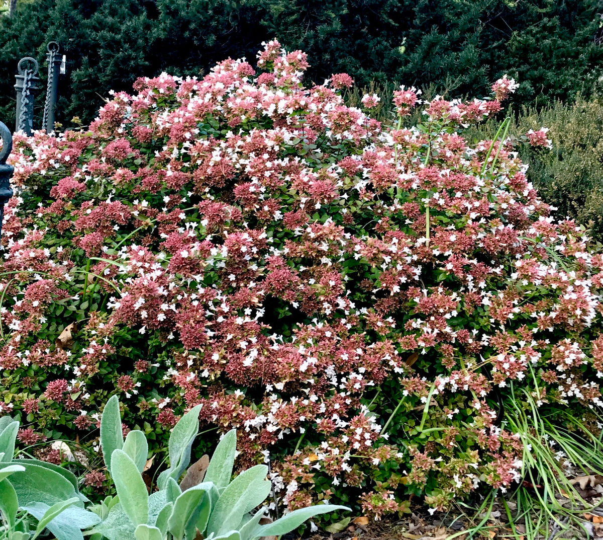 Abelia Rose Creek 3-Plant Bare Root Set | 2" Tall, Fragrant White Flowers, Compact Shrub