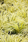 Acorus gramineus ‘Ogon’ Golden Sweet Flag - Live Bareroot, Hardy Water Garden Plant