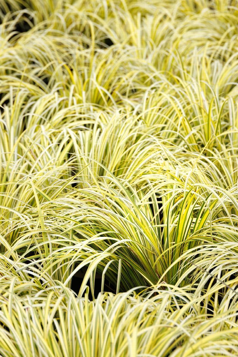 Acorus gramineus ‘Ogon’ Golden Sweet Flag - Live Bareroot, Hardy Water Garden Plant