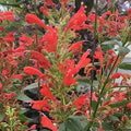 Agastache Kudos Red Live Plant (Bareroot) 3–6" Tall • Hummingbird Mint • Pollinator Perennial