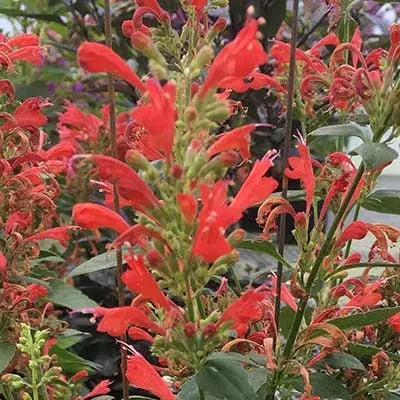 Agastache Kudos Red Live Plant (Bareroot) 3–6" Tall • Hummingbird Mint • Pollinator Perennial