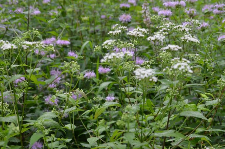 Ageratina altissima (White Snakeroot) Seeds - 500 Premium Non-GMO Seeds for Native Gardens
