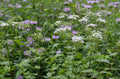 Ageratina altissima (White Snakeroot) Seeds - 500 Premium Non-GMO Seeds for Native Gardens