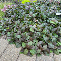 Ajuga reptans Burgundy Glow - Variegated Burgundy-Green-Cream Groundcover | 1 Pint Pot