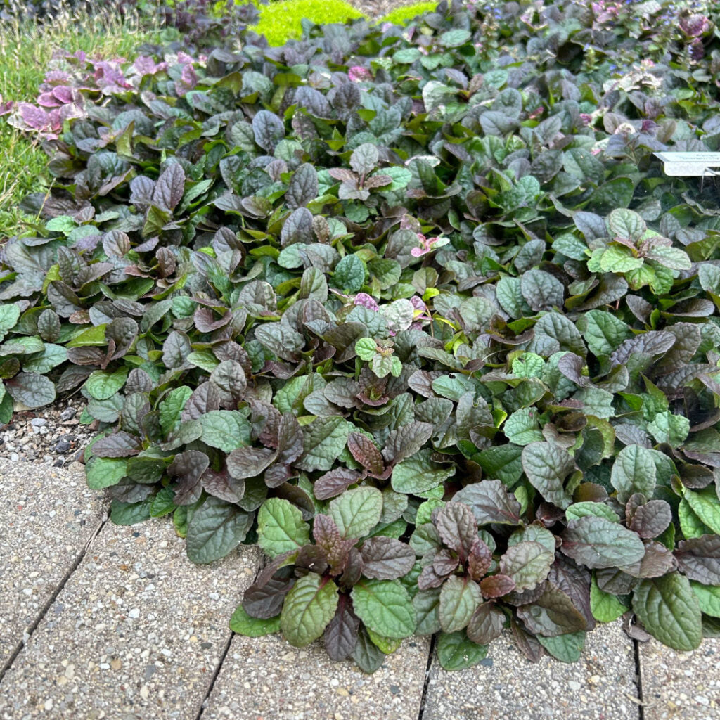 Ajuga reptans Burgundy Glow - Variegated Burgundy-Green-Cream Groundcover | 1 Pint Pot