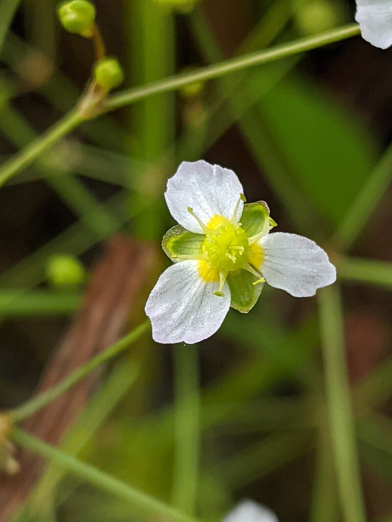 Alisma triviale Seeds - Large-Flowered Water Plantain | 300 Non-GMO Seeds for Wetlands & Pollinator Gardens