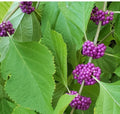 Beautyberry Bush Cuttings (Callicarpa americana) - 4 Live Unrooted Cuttings