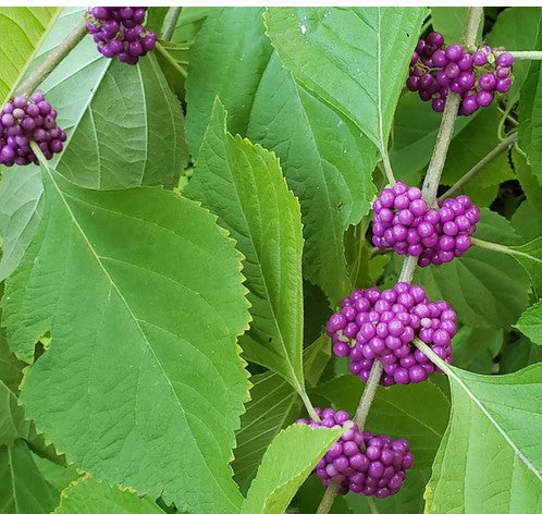 Beautyberry Bush Cuttings (Callicarpa americana) - 4 Live Unrooted Cuttings
